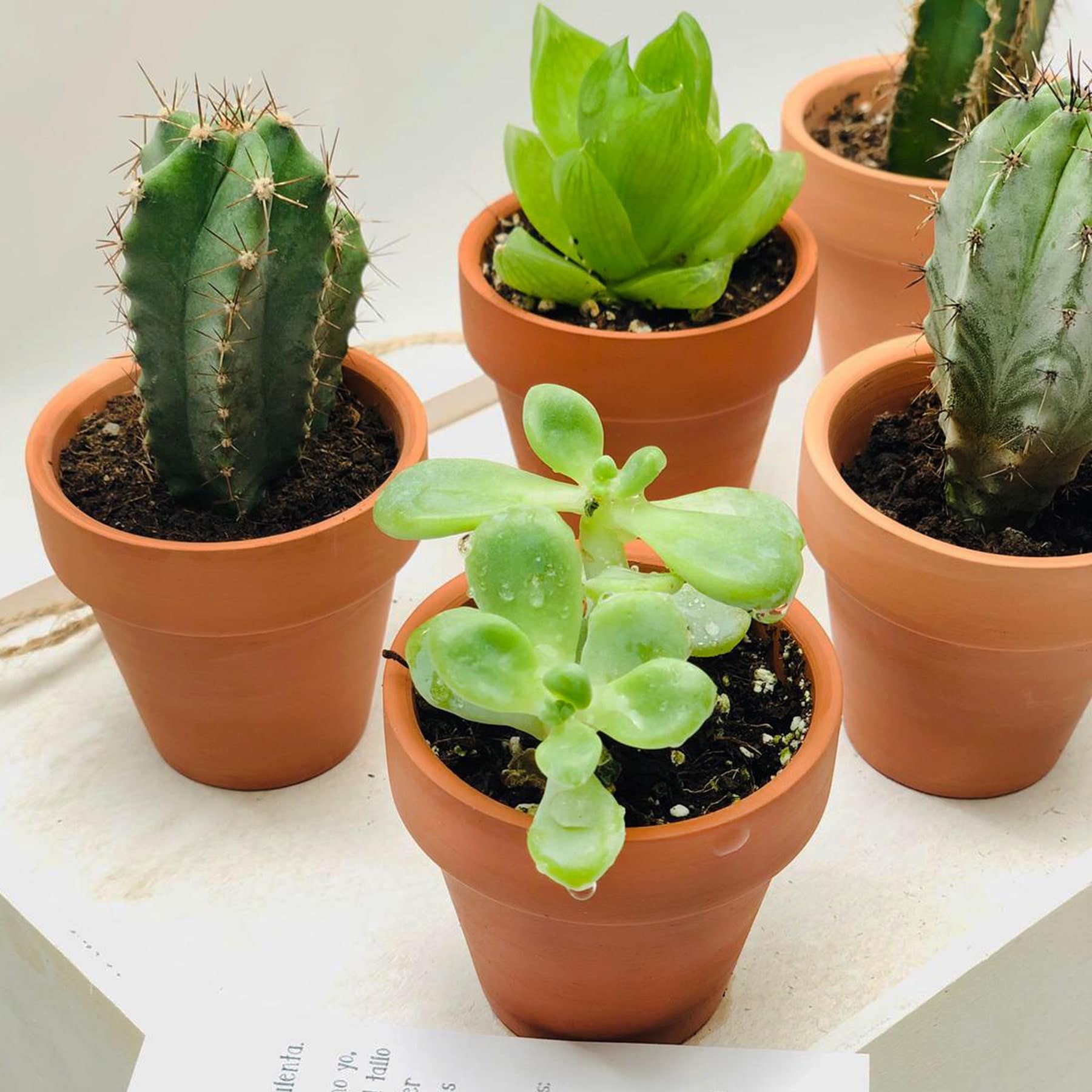 Detalle más cercano de las mini plantitas crasas o cactus para bodas o celebraciones