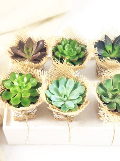 Mini plantitas crasas desde arriba encima de una cajita blanca