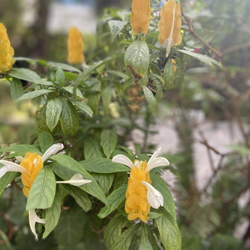 Variedad de flores en Gibraltar